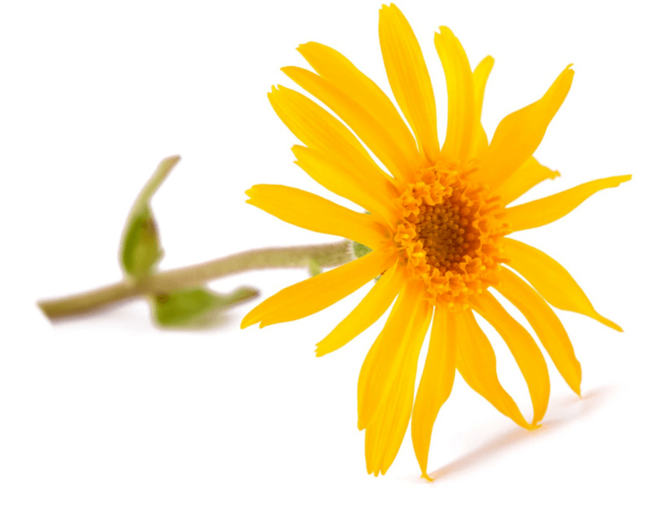 Arnica Extrait enthält an Artovitel